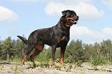 ROTTWEILER 191